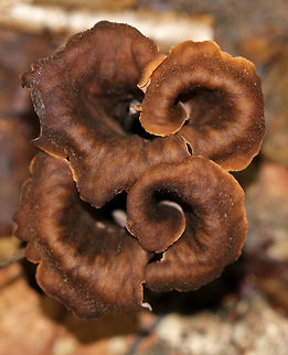 Black Trumpet (Brown form) - Craterellus fallax Fruiting bodies were vase-shaped, and the upper edges were rolled under.  They were growing in a little cluster, like a bouquet. The upper surface was dark brown, and the under surface was brown and wrinkled. 

Habitat: Growing on the ground in a mostly deciduous forest with eastern hemlock, oak, birch, beech, and maple.
https://www.jungledragon.com/image/69687/black_trumpet_brown_form_-_craterellus_fallax.html Craterellus fallax,Geotagged,Summer,United States,black trumpet,brown trumpet,mushroom