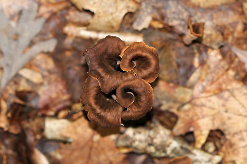 Black Trumpet (Brown form) - Craterellus fallax Fruiting bodies were vase-shaped, and the upper edges were rolled under. They were growing in a little cluster, like a bouquet. The upper surface was dark brown, and the under surface was brown and wrinkled. 

Habitat: Growing on the ground in a mostly deciduous forest with eastern hemlock, oak, birch, beech, and maple.
https://www.jungledragon.com/image/69686/black_trumpet_brown_form_-_craterellus_fallax.html Craterellus fallax,Geotagged,Summer,United States