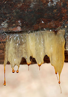 Pitch Pine -  Pinus rigida This tree sap had dripped out of wounds in a fallen pitch pine tree and had frozen, thus making sapsicles!

Habitat: Coniferous forest
https://www.jungledragon.com/image/69716/pitch_pine_-_pinus_rigida.html
https://www.jungledragon.com/image/69715/pitch_pine_-_pinus_rigida.html Fall,Geotagged,Pinus rigida,Pitch pine,United States,pine,pine sap,pinus,pitch pine sap,sap,tree sap