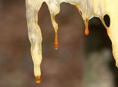 Pitch Pine - Pinus rigida This tree sap had dripped out of wounds in a fallen pitch pine tree and had frozen, thus making sapsicles!

Habitat: Coniferous forest
https://www.jungledragon.com/image/69716/pitch_pine_-_pinus_rigida.html
https://www.jungledragon.com/image/69713/pitch_pine_-_pinus_rigida.html Fall,Geotagged,Pinus rigida,Pitch pine,United States,pine sap,pinus,sap