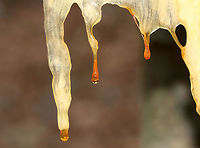 Pitch Pine - Pinus rigida This tree sap had dripped out of wounds in a fallen pitch pine tree and had frozen, thus making sapsicles!<br />
<br />
Habitat: Coniferous forest<br />
https://www.jungledragon.com/image/69716/pitch_pine_-_pinus_rigida.html<br />
https://www.jungledragon.com/image/69713/pitch_pine_-_pinus_rigida.html Fall,Geotagged,Pinus rigida,Pitch pine,United States,pine sap,pinus,sap