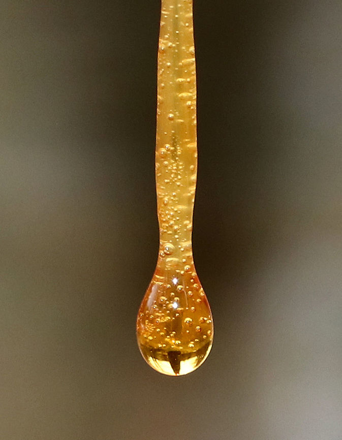Pitch Pine - Pinus rigida This tree sap had dripped out of wounds in a fallen pitch pine tree and had frozen, thus making sapsicles!<br />
<br />
Habitat: Coniferous forest<br />
<figure class="photo"><a href="https://www.jungledragon.com/image/69713/pitch_pine_-_pinus_rigida.html" title="Pitch Pine -  Pinus rigida"><img src="https://s3.amazonaws.com/media.jungledragon.com/images/3232/69713_thumb.jpg?AWSAccessKeyId=05GMT0V3GWVNE7GGM1R2&Expires=1759968010&Signature=ZtDw5h2Pba51vLis%2Bz4%2FRfmT7Ms%3D" width="108" height="152" alt="Pitch Pine -  Pinus rigida This tree sap had dripped out of wounds in a fallen pitch pine tree and had frozen, thus making sapsicles!<br />
<br />
Habitat: Coniferous forest<br />
https://www.jungledragon.com/image/69716/pitch_pine_-_pinus_rigida.html<br />
https://www.jungledragon.com/image/69715/pitch_pine_-_pinus_rigida.html Fall,Geotagged,Pinus rigida,Pitch pine,United States,pine,pine sap,pinus,pitch pine sap,sap,tree sap" /></a></figure><br />
<figure class="photo"><a href="https://www.jungledragon.com/image/69715/pitch_pine_-_pinus_rigida.html" title="Pitch Pine - Pinus rigida"><img src="https://s3.amazonaws.com/media.jungledragon.com/images/3232/69715_thumb.jpg?AWSAccessKeyId=05GMT0V3GWVNE7GGM1R2&Expires=1759968010&Signature=%2FKdIJ5NvldKRIyaN7Wi2PszgUJE%3D" width="200" height="150" alt="Pitch Pine - Pinus rigida This tree sap had dripped out of wounds in a fallen pitch pine tree and had frozen, thus making sapsicles!<br />
<br />
Habitat: Coniferous forest<br />
https://www.jungledragon.com/image/69716/pitch_pine_-_pinus_rigida.html<br />
https://www.jungledragon.com/image/69713/pitch_pine_-_pinus_rigida.html Fall,Geotagged,Pinus rigida,Pitch pine,United States,pine sap,pinus,sap" /></a></figure> Fall,Geotagged,Pinus rigida,Pitch pine,United States,pine,pine sap,pinus,sap