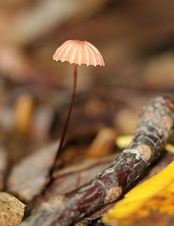 Marasmius siccus Pleated, pinkish tan cap with a darker center. The gills were white and widely spaced. The stipe was dark reddish brown with yellow near the apex.

Habitat: Growing in leaf litter in a deciduous forest.
https://www.jungledragon.com/image/69719/marasmius_siccus.html
https://www.jungledragon.com/image/69722/marasmius_siccus.html
https://www.jungledragon.com/image/69720/marasmius_siccus.html Geotagged,Marasmius,Marasmius siccus,Orange Pinwheel,Summer,United States,mushroom,pinwheel