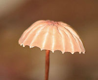 Marasmius siccus Pleated, pinkish tan cap with a darker center. The gills were white and widely spaced. The stipe was dark reddish brown with yellow near the apex.<br />
<br />
Habitat: Growing in leaf litter in a deciduous forest.<br />
https://www.jungledragon.com/image/69718/marasmius_siccus.html<br />
https://www.jungledragon.com/image/69722/marasmius_siccus.html<br />
https://www.jungledragon.com/image/69720/marasmius_siccus.html Geotagged,Marasmius,Marasmius siccus,Orange Pinwheel,Summer,United States