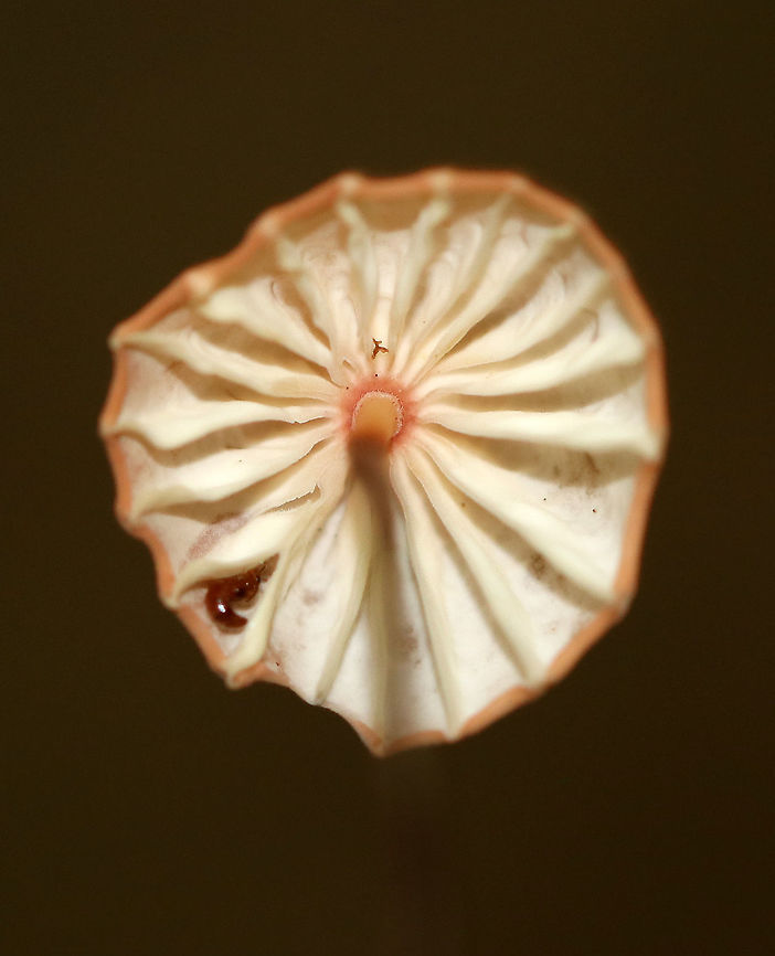 Marasmius siccus Pleated, pinkish tan cap with a darker center. The gills were white and widely spaced. The stipe was dark reddish brown with yellow near the apex.<br />
<br />
Habitat: Growing in leaf litter in a deciduous forest.<br />
<figure class="photo"><a href="https://www.jungledragon.com/image/69718/marasmius_siccus.html" title="Marasmius siccus"><img src="https://s3.amazonaws.com/media.jungledragon.com/images/3232/69718_thumb.jpg?AWSAccessKeyId=05GMT0V3GWVNE7GGM1R2&Expires=1763596810&Signature=Y2k4IEQ%2BTVRqGe1cyTQYOvimMgQ%3D" width="118" height="152" alt="Marasmius siccus Pleated, pinkish tan cap with a darker center. The gills were white and widely spaced. The stipe was dark reddish brown with yellow near the apex.<br />
<br />
Habitat: Growing in leaf litter in a deciduous forest.<br />
https://www.jungledragon.com/image/69719/marasmius_siccus.html<br />
https://www.jungledragon.com/image/69722/marasmius_siccus.html<br />
https://www.jungledragon.com/image/69720/marasmius_siccus.html Geotagged,Marasmius,Marasmius siccus,Orange Pinwheel,Summer,United States,mushroom,pinwheel" /></a></figure><br />
<figure class="photo"><a href="https://www.jungledragon.com/image/69719/marasmius_siccus.html" title="Marasmius siccus"><img src="https://s3.amazonaws.com/media.jungledragon.com/images/3232/69719_thumb.jpg?AWSAccessKeyId=05GMT0V3GWVNE7GGM1R2&Expires=1763596810&Signature=V4ZVNQwaYshd0bdosdHSjzQKuLs%3D" width="200" height="166" alt="Marasmius siccus Pleated, pinkish tan cap with a darker center. The gills were white and widely spaced. The stipe was dark reddish brown with yellow near the apex.<br />
<br />
Habitat: Growing in leaf litter in a deciduous forest.<br />
https://www.jungledragon.com/image/69718/marasmius_siccus.html<br />
https://www.jungledragon.com/image/69722/marasmius_siccus.html<br />
https://www.jungledragon.com/image/69720/marasmius_siccus.html Geotagged,Marasmius,Marasmius siccus,Orange Pinwheel,Summer,United States" /></a></figure><br />
<figure class="photo"><a href="https://www.jungledragon.com/image/69722/marasmius_siccus.html" title="Marasmius siccus"><img src="https://s3.amazonaws.com/media.jungledragon.com/images/3232/69722_thumb.jpg?AWSAccessKeyId=05GMT0V3GWVNE7GGM1R2&Expires=1763596810&Signature=0Sq9NKEdgnuZhM0%2B88mjpBjYggI%3D" width="200" height="162" alt="Marasmius siccus Pleated, pinkish tan cap with a darker center. The gills were white and widely spaced. The stipe was dark reddish brown with yellow near the apex.<br />
<br />
Habitat: Growing in leaf litter in a deciduous forest.<br />
https://www.jungledragon.com/image/69718/marasmius_siccus.html<br />
https://www.jungledragon.com/image/69719/marasmius_siccus.html<br />
https://www.jungledragon.com/image/69720/marasmius_siccus.html Geotagged,Marasmius,Marasmius siccus,Orange Pinwheel,Summer,United States" /></a></figure> Geotagged,Marasmius,Marasmius siccus,Orange Pinwheel,Summer,United States