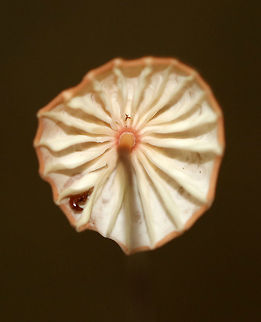 Marasmius siccus Pleated, pinkish tan cap with a darker center. The gills were white and widely spaced. The stipe was dark reddish brown with yellow near the apex.

Habitat: Growing in leaf litter in a deciduous forest.
https://www.jungledragon.com/image/69718/marasmius_siccus.html
https://www.jungledragon.com/image/69719/marasmius_siccus.html
https://www.jungledragon.com/image/69722/marasmius_siccus.html Geotagged,Marasmius,Marasmius siccus,Orange Pinwheel,Summer,United States