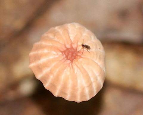 Marasmius siccus Pleated, pinkish tan cap with a darker center. The gills were white and widely spaced. The stipe was dark reddish brown with yellow near the apex.

Habitat: Growing in leaf litter in a deciduous forest.
https://www.jungledragon.com/image/69718/marasmius_siccus.html
https://www.jungledragon.com/image/69719/marasmius_siccus.html
https://www.jungledragon.com/image/69720/marasmius_siccus.html Geotagged,Marasmius,Marasmius siccus,Orange Pinwheel,Summer,United States