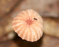 Marasmius siccus Pleated, pinkish tan cap with a darker center. The gills were white and widely spaced. The stipe was dark reddish brown with yellow near the apex.<br />
<br />
Habitat: Growing in leaf litter in a deciduous forest.<br />
https://www.jungledragon.com/image/69718/marasmius_siccus.html<br />
https://www.jungledragon.com/image/69719/marasmius_siccus.html<br />
https://www.jungledragon.com/image/69720/marasmius_siccus.html Geotagged,Marasmius,Marasmius siccus,Orange Pinwheel,Summer,United States