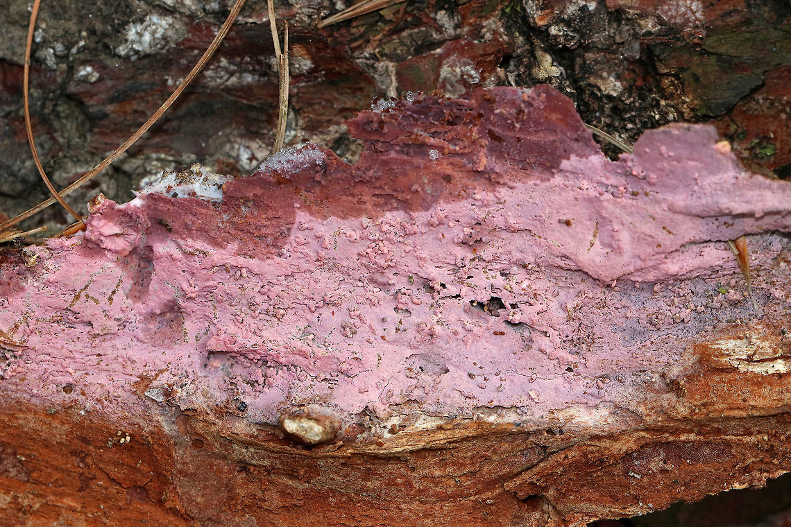 Tulasnella violea I&#039;m not sure how to describe this fungus! It was growing under the bark of fallen pitch pine (Pinus rigida) and looked crust-like. The color was bubblegum pink.<br />
<br />
Habitat: Coniferous forest<br />
<figure class="photo"><a href="https://www.jungledragon.com/image/69779/tulasnella_violea.html" title="Tulasnella violea"><img src="https://s3.amazonaws.com/media.jungledragon.com/images/3232/69779_thumb.jpg?AWSAccessKeyId=05GMT0V3GWVNE7GGM1R2&Expires=1759968010&Signature=2VKwHGtqa5Et7DPWJnlyncyoY3I%3D" width="200" height="172" alt="Tulasnella violea I&#039;m not sure how to describe this fungus! It was growing under the bark of fallen pitch pine (Pinus rigida) and looked crust-like. The color was bubblegum pink.<br />
<br />
Habitat: Coniferous forest<br />
https://www.jungledragon.com/image/69775/tulasnella_violea.html<br />
https://www.jungledragon.com/image/69778/tulasnella_violea.html Fall,Geotagged,Tulasnella,Tulasnella violea,United States,fungus" /></a></figure><br />
<figure class="photo"><a href="https://www.jungledragon.com/image/69778/tulasnella_violea.html" title="Tulasnella violea"><img src="https://s3.amazonaws.com/media.jungledragon.com/images/3232/69778_thumb.jpg?AWSAccessKeyId=05GMT0V3GWVNE7GGM1R2&Expires=1759968010&Signature=J12EMhQDYOnRGHNccwH7JBq2mmY%3D" width="200" height="156" alt="Tulasnella violea I&#039;m not sure how to describe this fungus! It was growing under the bark of fallen pitch pine (Pinus rigida) and looked crust-like. The color was bubblegum pink.<br />
<br />
Habitat: Coniferous forest<br />
https://www.jungledragon.com/image/69775/tulasnella_violea.html<br />
https://www.jungledragon.com/image/69779/tulasnella_violea.html Fall,Geotagged,Tulasnella,Tulasnella violea,United States" /></a></figure> Fall,Geotagged,Tulasnella,Tulasnella violea,United States,fungus