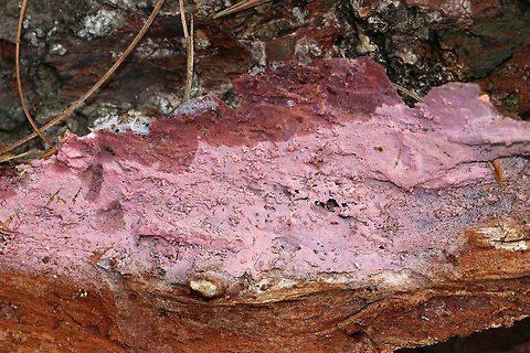 Tulasnella violea I'm not sure how to describe this fungus! It was growing under the bark of fallen pitch pine (Pinus rigida) and looked crust-like. The color was bubblegum pink.

Habitat: Coniferous forest
https://www.jungledragon.com/image/69779/tulasnella_violea.html
https://www.jungledragon.com/image/69778/tulasnella_violea.html Fall,Geotagged,Tulasnella,Tulasnella violea,United States,fungus