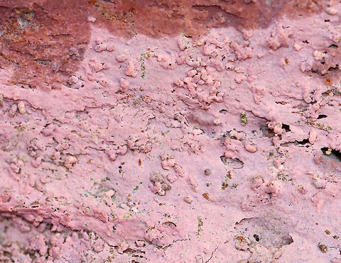 Tulasnella violea I'm not sure how to describe this fungus! It was growing under the bark of fallen pitch pine (Pinus rigida) and looked crust-like. The color was bubblegum pink.

Habitat: Coniferous forest
https://www.jungledragon.com/image/69775/tulasnella_violea.html
https://www.jungledragon.com/image/69779/tulasnella_violea.html Fall,Geotagged,Tulasnella,Tulasnella violea,United States