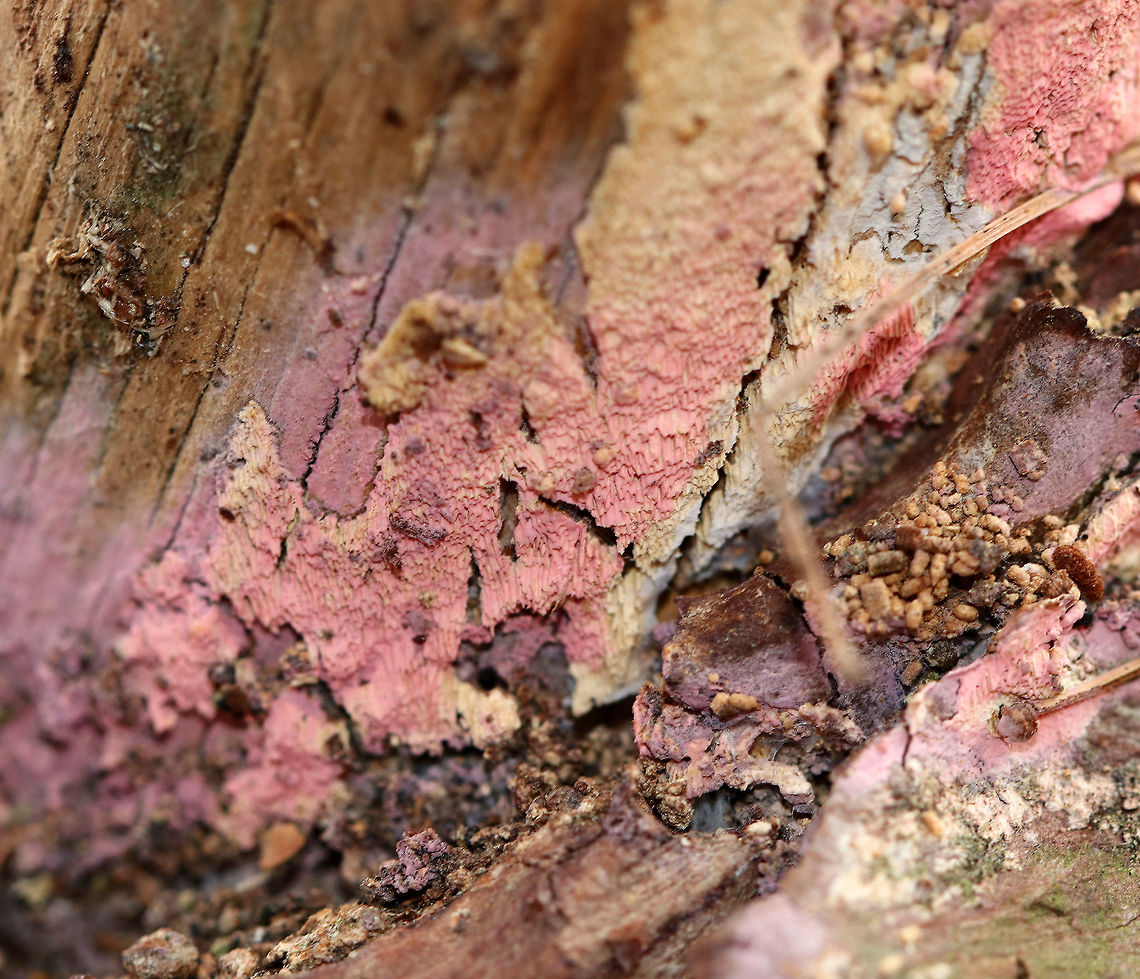 Tulasnella violea I&#039;m not sure how to describe this fungus! It was growing under the bark of fallen pitch pine (Pinus rigida) and looked crust-like. The color was bubblegum pink.<br />
<br />
Habitat: Coniferous forest<br />
<figure class="photo"><a href="https://www.jungledragon.com/image/69775/tulasnella_violea.html" title="Tulasnella violea"><img src="https://s3.amazonaws.com/media.jungledragon.com/images/3232/69775_thumb.jpg?AWSAccessKeyId=05GMT0V3GWVNE7GGM1R2&Expires=1763596810&Signature=4Izes2USq33Xmy%2Bqdnfpi2FykQU%3D" width="200" height="134" alt="Tulasnella violea I&#039;m not sure how to describe this fungus! It was growing under the bark of fallen pitch pine (Pinus rigida) and looked crust-like. The color was bubblegum pink.<br />
<br />
Habitat: Coniferous forest<br />
https://www.jungledragon.com/image/69779/tulasnella_violea.html<br />
https://www.jungledragon.com/image/69778/tulasnella_violea.html Fall,Geotagged,Tulasnella,Tulasnella violea,United States,fungus" /></a></figure><br />
<figure class="photo"><a href="https://www.jungledragon.com/image/69778/tulasnella_violea.html" title="Tulasnella violea"><img src="https://s3.amazonaws.com/media.jungledragon.com/images/3232/69778_thumb.jpg?AWSAccessKeyId=05GMT0V3GWVNE7GGM1R2&Expires=1763596810&Signature=WwLKWnAn4XY%2F%2FL6HaG6pQ4deFXY%3D" width="200" height="156" alt="Tulasnella violea I&#039;m not sure how to describe this fungus! It was growing under the bark of fallen pitch pine (Pinus rigida) and looked crust-like. The color was bubblegum pink.<br />
<br />
Habitat: Coniferous forest<br />
https://www.jungledragon.com/image/69775/tulasnella_violea.html<br />
https://www.jungledragon.com/image/69779/tulasnella_violea.html Fall,Geotagged,Tulasnella,Tulasnella violea,United States" /></a></figure> Fall,Geotagged,Tulasnella,Tulasnella violea,United States,fungus