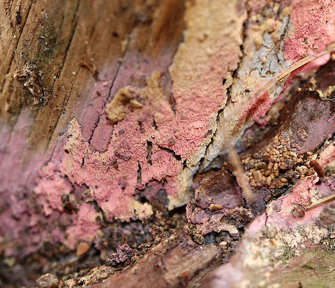 Tulasnella violea I'm not sure how to describe this fungus! It was growing under the bark of fallen pitch pine (Pinus rigida) and looked crust-like. The color was bubblegum pink.

Habitat: Coniferous forest
https://www.jungledragon.com/image/69775/tulasnella_violea.html
https://www.jungledragon.com/image/69778/tulasnella_violea.html Fall,Geotagged,Tulasnella,Tulasnella violea,United States,fungus