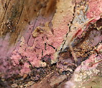 Tulasnella violea I'm not sure how to describe this fungus! It was growing under the bark of fallen pitch pine (Pinus rigida) and looked crust-like. The color was bubblegum pink.<br />
<br />
Habitat: Coniferous forest<br />
https://www.jungledragon.com/image/69775/tulasnella_violea.html<br />
https://www.jungledragon.com/image/69778/tulasnella_violea.html Fall,Geotagged,Tulasnella,Tulasnella violea,United States,fungus