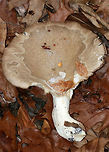 Oyster Mushroom - Pleurotus ostreatus I found several clusters of these huge mushrooms! Each one was bigger than my hand! They were partly to completely frozen and very tough; this is the only one that I was able to break off.<br />
<br />
Habitat: Deciduous forest<br />
https://www.jungledragon.com/image/69788/oyster_mushroom_-_pleurotus_ostreatus.html<br />
https://www.jungledragon.com/image/69786/oyster_mushroom_-_pleurotus_ostreatus.html Fall,Geotagged,Oyster mushroom,Pleurotus ostreatus,United States,fungus,mushroom,pleurotus