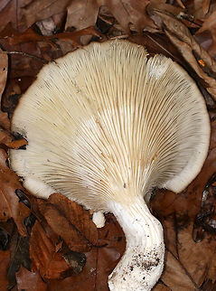 Oyster Mushroom - Pleurotus ostreatus I found several clusters of these huge mushrooms! Each one was bigger than my hand! They were partly to completely frozen and very tough; this is the only one that I was able to break off.

Habitat: Deciduous forest
https://www.jungledragon.com/image/69783/oyster_mushroom_-_pleurotus_ostreatus.html
https://www.jungledragon.com/image/69788/oyster_mushroom_-_pleurotus_ostreatus.html Fall,Geotagged,Oyster mushroom,Pleurotus ostreatus,United States