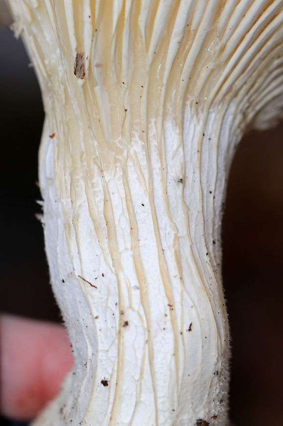 Oyster Mushroom - Pleurotus ostreatus I found several clusters of these huge mushrooms! Each one was bigger than my hand! They were partly to completely frozen and very tough; this is the only one that I was able to break off.<br />
<br />
Habitat: Deciduous forest<br />
<figure class="photo"><a href="https://www.jungledragon.com/image/69783/oyster_mushroom_-_pleurotus_ostreatus.html" title="Oyster Mushroom - Pleurotus ostreatus"><img src="https://s3.amazonaws.com/media.jungledragon.com/images/3232/69783_thumb.jpg?AWSAccessKeyId=05GMT0V3GWVNE7GGM1R2&Expires=1759968010&Signature=LJ4BtmmSLUnrC4e00Jf%2BWtQdsnM%3D" width="110" height="152" alt="Oyster Mushroom - Pleurotus ostreatus I found several clusters of these huge mushrooms! Each one was bigger than my hand! They were partly to completely frozen and very tough; this is the only one that I was able to break off.<br />
<br />
Habitat: Deciduous forest<br />
https://www.jungledragon.com/image/69788/oyster_mushroom_-_pleurotus_ostreatus.html<br />
https://www.jungledragon.com/image/69786/oyster_mushroom_-_pleurotus_ostreatus.html Fall,Geotagged,Oyster mushroom,Pleurotus ostreatus,United States,fungus,mushroom,pleurotus" /></a></figure><br />
<figure class="photo"><a href="https://www.jungledragon.com/image/69786/oyster_mushroom_-_pleurotus_ostreatus.html" title="Oyster Mushroom - Pleurotus ostreatus"><img src="https://s3.amazonaws.com/media.jungledragon.com/images/3232/69786_thumb.jpg?AWSAccessKeyId=05GMT0V3GWVNE7GGM1R2&Expires=1759968010&Signature=GWPKYJpjjx1r4qPWF2ON6b4O0XI%3D" width="114" height="152" alt="Oyster Mushroom - Pleurotus ostreatus I found several clusters of these huge mushrooms! Each one was bigger than my hand! They were partly to completely frozen and very tough; this is the only one that I was able to break off.<br />
<br />
Habitat: Deciduous forest<br />
https://www.jungledragon.com/image/69783/oyster_mushroom_-_pleurotus_ostreatus.html<br />
https://www.jungledragon.com/image/69788/oyster_mushroom_-_pleurotus_ostreatus.html Fall,Geotagged,Oyster mushroom,Pleurotus ostreatus,United States" /></a></figure> Fall,Geotagged,Oyster mushroom,Pleurotus ostreatus,United States