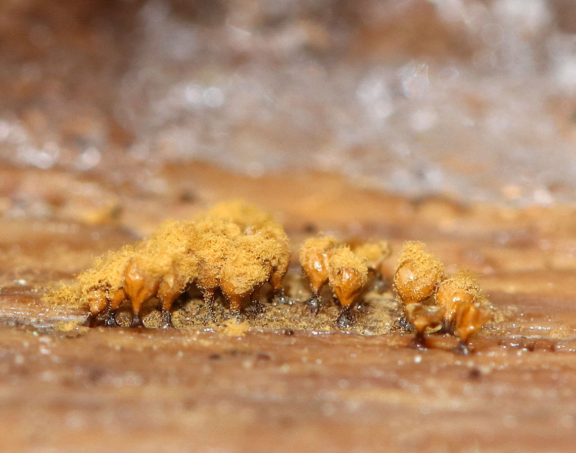 Yellow Fuzz Cone Slime - Hemitrichia clavata This is the sporangia stage, which is characterized by yellow goblets on top of brown stalks with fluffy, yellow spores coming out of the goblets that had opened. They were 2-3 mm tall.<br />
<br />
Habitat: Growing on rotting, decorticated logs in a deciduous forest<br />
<figure class="photo"><a href="https://www.jungledragon.com/image/69804/yellow_fuzz_cone_slime_-_hemitrichia_clavata.html" title="Yellow Fuzz Cone Slime - Hemitrichia clavata"><img src="https://s3.amazonaws.com/media.jungledragon.com/images/3232/69804_thumb.jpg?AWSAccessKeyId=05GMT0V3GWVNE7GGM1R2&Expires=1759968010&Signature=EY%2FA%2BBtIlomjkMN7yoq0Wpy7tjw%3D" width="200" height="164" alt="Yellow Fuzz Cone Slime - Hemitrichia clavata This is the sporangia stage, which is characterized by yellow goblets on top of brown stalks with fluffy, yellow spores coming out of the goblets that had opened. They were 2-3 mm tall.<br />
<br />
Habitat: Growing on rotting, decorticated logs in a deciduous forest<br />
https://www.jungledragon.com/image/69803/yellow_fuzz_cone_slime_-_hemitrichia_clavata.html Fall,Geotagged,Hemitrichia,Hemitrichia clavata,United States,slime mold" /></a></figure> Fall,Geotagged,Hemitrichia,Hemitrichia clavata,United States,Yellow Fuzz Cone Slime,slime mold