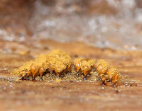 Yellow Fuzz Cone Slime - Hemitrichia clavata This is the sporangia stage, which is characterized by yellow goblets on top of brown stalks with fluffy, yellow spores coming out of the goblets that had opened. They were 2-3 mm tall.<br />
<br />
Habitat: Growing on rotting, decorticated logs in a deciduous forest<br />
https://www.jungledragon.com/image/69804/yellow_fuzz_cone_slime_-_hemitrichia_clavata.html Fall,Geotagged,Hemitrichia,Hemitrichia clavata,United States,Yellow Fuzz Cone Slime,slime mold