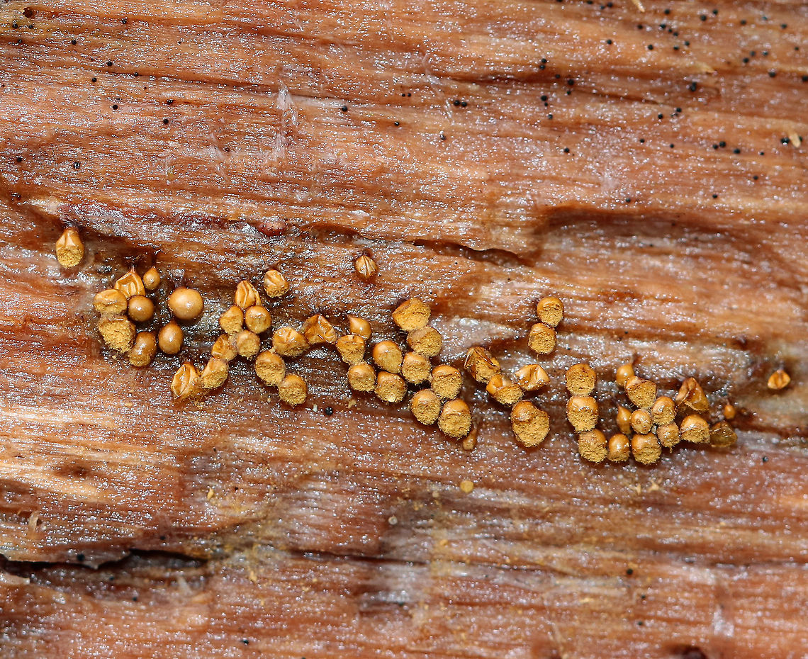 Yellow Fuzz Cone Slime - Hemitrichia clavata This is the sporangia stage, which is characterized by yellow goblets on top of brown stalks with fluffy, yellow spores coming out of the goblets that had opened. They were 2-3 mm tall.<br />
<br />
Habitat: Growing on rotting, decorticated logs in a deciduous forest<br />
<figure class="photo"><a href="https://www.jungledragon.com/image/69803/yellow_fuzz_cone_slime_-_hemitrichia_clavata.html" title="Yellow Fuzz Cone Slime - Hemitrichia clavata"><img src="https://s3.amazonaws.com/media.jungledragon.com/images/3232/69803_thumb.jpg?AWSAccessKeyId=05GMT0V3GWVNE7GGM1R2&Expires=1767225610&Signature=SmIcUEFwp7uwDqYC0euNGQZu7J8%3D" width="200" height="158" alt="Yellow Fuzz Cone Slime - Hemitrichia clavata This is the sporangia stage, which is characterized by yellow goblets on top of brown stalks with fluffy, yellow spores coming out of the goblets that had opened. They were 2-3 mm tall.<br />
<br />
Habitat: Growing on rotting, decorticated logs in a deciduous forest<br />
https://www.jungledragon.com/image/69804/yellow_fuzz_cone_slime_-_hemitrichia_clavata.html Fall,Geotagged,Hemitrichia,Hemitrichia clavata,United States,Yellow Fuzz Cone Slime,slime mold" /></a></figure> Fall,Geotagged,Hemitrichia,Hemitrichia clavata,United States,slime mold