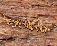 Yellow Fuzz Cone Slime - Hemitrichia clavata This is the sporangia stage, which is characterized by yellow goblets on top of brown stalks with fluffy, yellow spores coming out of the goblets that had opened. They were 2-3 mm tall.<br />
<br />
Habitat: Growing on rotting, decorticated logs in a deciduous forest<br />
https://www.jungledragon.com/image/69803/yellow_fuzz_cone_slime_-_hemitrichia_clavata.html Fall,Geotagged,Hemitrichia,Hemitrichia clavata,United States,slime mold