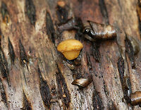 Late Oysters - Sarcomyxa serotina These mushrooms had brownish yellow caps with yellow gills. The caps ranged in size from about 1-2 cm wide, and they were somewhat cupcake-shaped. The gills were attached and were descending the stems.<br />
<br />
Habitat: Growing on yellow birch (Betula alleghaniensis) logs in a deciduous forest.<br />
https://www.jungledragon.com/image/69806/late_oysters_-_panellus_serotinus.html Fall,Geotagged,Late oyster,Panellus serotinus,Sarcomyxa,United States,fungus,mushroom,panellus. Sarcomyxa serotina