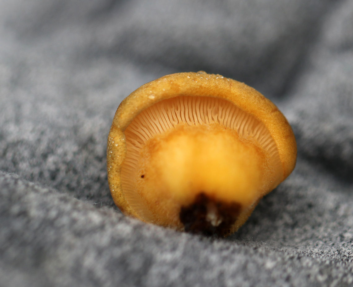 Late Oysters - Sarcomyxa serotina These mushrooms had brownish yellow caps with yellow gills. The caps ranged in size from about 1-2 cm wide, and they were somewhat cupcake-shaped. The gills were attached and were descending the stems.<br />
<br />
Habitat: Growing on yellow birch (Betula alleghaniensis) logs in a deciduous forest.<br />
<figure class="photo"><a href="https://www.jungledragon.com/image/69805/late_oysters_-_sarcomyxa_serotina.html" title="Late Oysters - Sarcomyxa serotina"><img src="https://s3.amazonaws.com/media.jungledragon.com/images/3232/69805_thumb.jpg?AWSAccessKeyId=05GMT0V3GWVNE7GGM1R2&Expires=1759968010&Signature=y6UDk7V5Et69gPRelYYpFUmFHW4%3D" width="200" height="156" alt="Late Oysters - Sarcomyxa serotina These mushrooms had brownish yellow caps with yellow gills. The caps ranged in size from about 1-2 cm wide, and they were somewhat cupcake-shaped. The gills were attached and were descending the stems.<br />
<br />
Habitat: Growing on yellow birch (Betula alleghaniensis) logs in a deciduous forest.<br />
https://www.jungledragon.com/image/69806/late_oysters_-_panellus_serotinus.html Fall,Geotagged,Late oyster,Panellus serotinus,Sarcomyxa,United States,fungus,mushroom,panellus. Sarcomyxa serotina" /></a></figure> Fall,Geotagged,Late oyster,Panellus serotinus,Sarcomyxa,Sarcomyxa serotina,United States