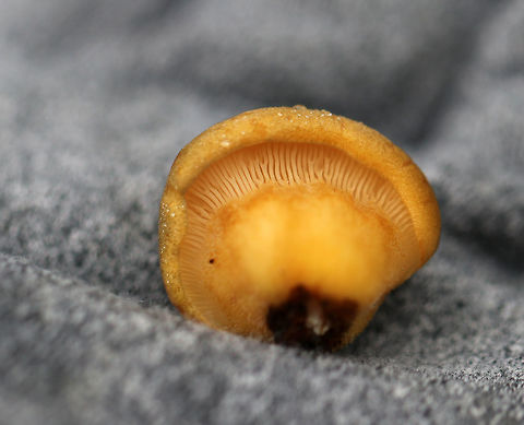 Late Oysters - Sarcomyxa serotina These mushrooms had brownish yellow caps with yellow gills. The caps ranged in size from about 1-2 cm wide, and they were somewhat cupcake-shaped. The gills were attached and were descending the stems.

Habitat: Growing on yellow birch (Betula alleghaniensis) logs in a deciduous forest.
https://www.jungledragon.com/image/69805/late_oysters_-_panellus_serotinus.html Fall,Geotagged,Late oyster,Panellus serotinus,Sarcomyxa,Sarcomyxa serotina,United States
