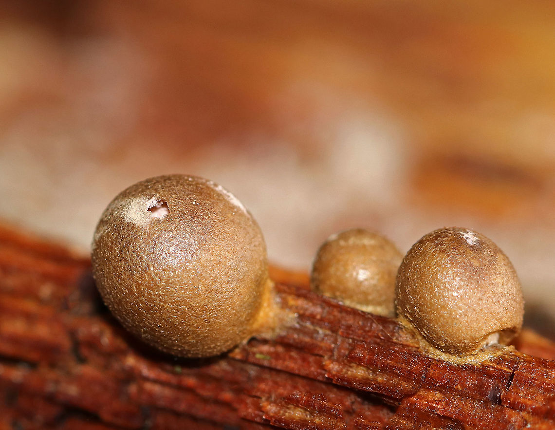 Wolf's Milk Slime Mold - Lycogala epidendrum Mature, brown aethalia with a powdery mass of lavender spores inside. Some had already burst out through the little holes.<br />
<br />
Habitat: Growing on rotting wood in a deciduous, swampy forest.<br />
<figure class="photo"><a href="https://www.jungledragon.com/image/69850/wolfs_milk_slime_mold_-_lycogala_epidendrum.html" title="Wolf&#039;s Milk Slime Mold - Lycogala epidendrum"><img src="https://s3.amazonaws.com/media.jungledragon.com/images/3232/69850_thumb.jpg?AWSAccessKeyId=05GMT0V3GWVNE7GGM1R2&Expires=1767225610&Signature=ipJq4ATH5BS39QUm3y0pONrdjFM%3D" width="200" height="166" alt="Wolf&#039;s Milk Slime Mold - Lycogala epidendrum Mature, brown aethalia with a powdery mass of lavender spores inside. When pressed, the spores burst out. I tried to get a video, but my cell phone battery chose that moment to die.<br />
<br />
Habitat: Growing on rotting wood in a deciduous, swampy forest.<br />
https://www.jungledragon.com/image/69848/wolfs_milk_slime_mold_-_lycogala_epidendrum.html<br />
https://www.jungledragon.com/image/69849/wolfs_milk_slime_mold_-_lycogala_epidendrum.html Fall,Geotagged,Lycogala epidendrum,United States,Wolf&#039;s milk" /></a></figure><br />
<figure class="photo"><a href="https://www.jungledragon.com/image/69849/wolfs_milk_slime_mold_-_lycogala_epidendrum.html" title="Wolf&#039;s Milk Slime Mold - Lycogala epidendrum"><img src="https://s3.amazonaws.com/media.jungledragon.com/images/3232/69849_thumb.jpg?AWSAccessKeyId=05GMT0V3GWVNE7GGM1R2&Expires=1767225610&Signature=lLVSMJehGmrPtFN0%2FhBBwVfUQto%3D" width="200" height="156" alt="Wolf&#039;s Milk Slime Mold - Lycogala epidendrum Mature, brown aethalia with a powdery mass of lavender spores inside. When pressed, the spores burst out. I tried to get a video, but my cell phone battery chose that moment to die.<br />
<br />
Habitat: Growing on rotting wood in a deciduous, swampy forest.<br />
https://www.jungledragon.com/image/69848/wolfs_milk_slime_mold_-_lycogala_epidendrum.html<br />
https://www.jungledragon.com/image/69850/wolfs_milk_slime_mold_-_lycogala_epidendrum.html Fall,Geotagged,Lycogala epidendrum,United States,Wolf&#039;s milk" /></a></figure> Fall,Geotagged,Lycogala,Lycogala epidendrum,United States,Wolf's milk,slime mold