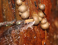 Wolf's Milk Slime Mold - Lycogala epidendrum Mature, brown aethalia with a powdery mass of lavender spores inside. When pressed, the spores burst out. I tried to get a video, but my cell phone battery chose that moment to die.<br />
<br />
Habitat: Growing on rotting wood in a deciduous, swampy forest.<br />
https://www.jungledragon.com/image/69848/wolfs_milk_slime_mold_-_lycogala_epidendrum.html<br />
https://www.jungledragon.com/image/69850/wolfs_milk_slime_mold_-_lycogala_epidendrum.html Fall,Geotagged,Lycogala epidendrum,United States,Wolf's milk