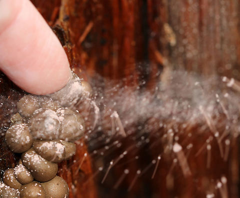 Wolf's Milk Slime Mold - Lycogala epidendrum Mature, brown aethalia with a powdery mass of lavender spores inside. When pressed, the spores burst out. I tried to get a video, but my cell phone battery chose that moment to die.

Habitat: Growing on rotting wood in a deciduous, swampy forest.
https://www.jungledragon.com/image/69848/wolfs_milk_slime_mold_-_lycogala_epidendrum.html
https://www.jungledragon.com/image/69849/wolfs_milk_slime_mold_-_lycogala_epidendrum.html Fall,Geotagged,Lycogala epidendrum,United States,Wolf's milk
