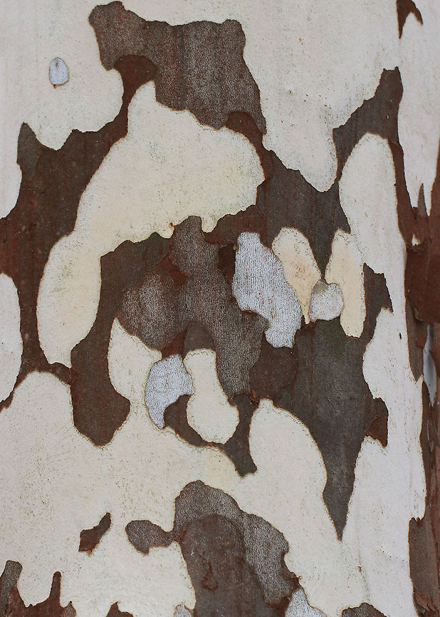 American Sycamore Tree Bark - Platanus occidentalis These trees are massive and have very distinctive bark, which flakes off in irregular chunks, leaving the surface mottled. The bark flakes off because it is very rigid and lacks the elasticity that the bark of other trees have. So, it is incapable of stretching to accommodate the growth of the wood underneath and sloughs off the tree instead.<br />
<br />
Habitat: Near a river in a deciduous forest.<br />
<figure class="photo"><a href="https://www.jungledragon.com/image/69852/american_sycamore_tree_-_platanus_occidentalis.html" title="American Sycamore Tree - Platanus occidentalis"><img src="https://s3.amazonaws.com/media.jungledragon.com/images/3232/69852_thumb.jpg?AWSAccessKeyId=05GMT0V3GWVNE7GGM1R2&Expires=1759968010&Signature=tbirVv5ngCR473tJbmKsT0ebTrI%3D" width="102" height="152" alt="American Sycamore Tree - Platanus occidentalis These trees are massive and have very distinctive bark, which flakes off in irregular chunks, leaving the surface mottled. The bark flakes off because it is very rigid and lacks the elasticity that the bark of other trees have. So, it is incapable of stretching to accommodate the growth of the wood underneath and sloughs off the tree instead.<br />
<br />
Habitat: Near a river in a deciduous forest.<br />
https://www.jungledragon.com/image/69851/american_sycamore_tree_bark_-_platanus_occidentalis.html American sycamore,Fall,Geotagged,Platanus occidentalis,United States,sycamore,tree" /></a></figure> American sycamore,Fall,Geotagged,Platanus occidentalis,United States,sycamore,tree,tree bark