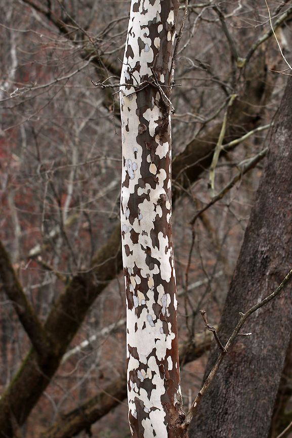 American Sycamore Tree - Platanus occidentalis These trees are massive and have very distinctive bark, which flakes off in irregular chunks, leaving the surface mottled. The bark flakes off because it is very rigid and lacks the elasticity that the bark of other trees have. So, it is incapable of stretching to accommodate the growth of the wood underneath and sloughs off the tree instead.<br />
<br />
Habitat: Near a river in a deciduous forest.<br />
<figure class="photo"><a href="https://www.jungledragon.com/image/69851/american_sycamore_tree_bark_-_platanus_occidentalis.html" title="American Sycamore Tree Bark - Platanus occidentalis"><img src="https://s3.amazonaws.com/media.jungledragon.com/images/3232/69851_thumb.jpg?AWSAccessKeyId=05GMT0V3GWVNE7GGM1R2&Expires=1759968010&Signature=8YpRsUlCmf%2F6mmnqy27pHdz3M1k%3D" width="110" height="152" alt="American Sycamore Tree Bark - Platanus occidentalis These trees are massive and have very distinctive bark, which flakes off in irregular chunks, leaving the surface mottled. The bark flakes off because it is very rigid and lacks the elasticity that the bark of other trees have. So, it is incapable of stretching to accommodate the growth of the wood underneath and sloughs off the tree instead.<br />
<br />
Habitat: Near a river in a deciduous forest.<br />
https://www.jungledragon.com/image/69852/american_sycamore_tree_-_platanus_occidentalis.html American sycamore,Fall,Geotagged,Platanus occidentalis,United States,sycamore,tree,tree bark" /></a></figure> American sycamore,Fall,Geotagged,Platanus occidentalis,United States,sycamore,tree