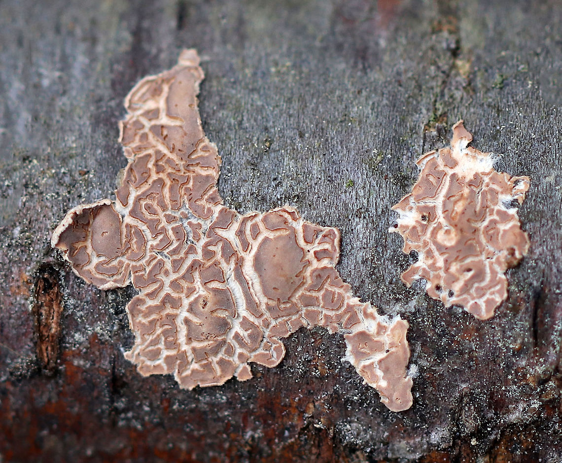 Aleurodiscus disciformis I'm not 100% sure of the ID yet for this fungus.<br />
<br />
It was growing in patches on a fallen tree.<br />
<br />
Habitat: Mixed forest<br />
<figure class="photo"><a href="https://www.jungledragon.com/image/69859/aleurodiscus_disciformis.html" title="Aleurodiscus disciformis"><img src="https://s3.amazonaws.com/media.jungledragon.com/images/3232/69859_thumb.jpg?AWSAccessKeyId=05GMT0V3GWVNE7GGM1R2&Expires=1769040010&Signature=eyz6mDKe9qDrvz7BHGt5k30GJmw%3D" width="200" height="134" alt="Aleurodiscus disciformis I'm not 100% sure of the ID yet for this fungus. <br />
<br />
It was growing in patches on a fallen tree.<br />
<br />
Habitat: Mixed forest<br />
https://www.jungledragon.com/image/69858/fungus_-_family_corticiaceae.html Aleurodiscus,Aleurodiscus disciformis,Corticiaceae,Fall,Fungus,Geotagged,United States" /></a></figure> Aleurodiscus disciformis,Corticiaceae,Fall,Geotagged,United States,aleurodiscus,aleurodiscus disciformis,corticales,fungus