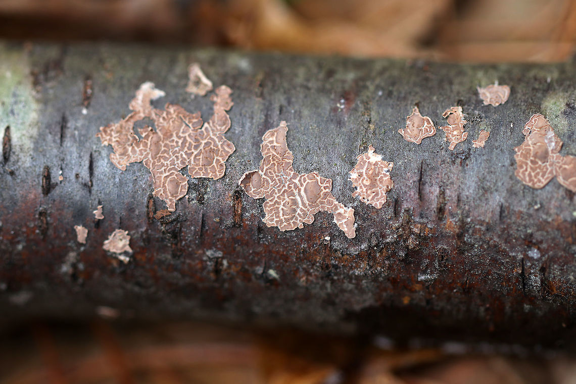 Aleurodiscus disciformis I'm not 100% sure of the ID yet for this fungus. <br />
<br />
It was growing in patches on a fallen tree.<br />
<br />
Habitat: Mixed forest<br />
<figure class="photo"><a href="https://www.jungledragon.com/image/69858/aleurodiscus_disciformis.html" title="Aleurodiscus disciformis"><img src="https://s3.amazonaws.com/media.jungledragon.com/images/3232/69858_thumb.jpg?AWSAccessKeyId=05GMT0V3GWVNE7GGM1R2&Expires=1769040010&Signature=zS4ZLWmQJnU7AaV7z9ccnOi2Muc%3D" width="200" height="166" alt="Aleurodiscus disciformis I'm not 100% sure of the ID yet for this fungus.<br />
<br />
It was growing in patches on a fallen tree.<br />
<br />
Habitat: Mixed forest<br />
https://www.jungledragon.com/image/69859/fungus_-_family_corticiaceae.html Aleurodiscus disciformis,Corticiaceae,Fall,Geotagged,United States,aleurodiscus,aleurodiscus disciformis,corticales,fungus" /></a></figure> Aleurodiscus,Aleurodiscus disciformis,Corticiaceae,Fall,Fungus,Geotagged,United States