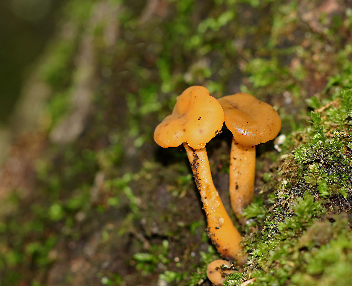 Jelly Babies - Leotia lubrica Often called "jelly babies", these small mushrooms have a very gelatinous/rubbery texture. The semi-translucent orange-yellow caps were smooth and convoluted. <br />
<br />
Habitat: Growing in moss in an old river bed in a mixed forest. Geotagged,Jelly baby,Leotia lubrica,Summer,United States,leotia,mushroom