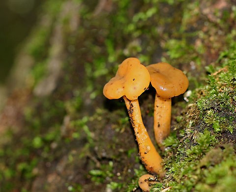 Jelly Babies - Leotia lubrica Often called "jelly babies", these small mushrooms have a very gelatinous/rubbery texture. The semi-translucent orange-yellow caps were smooth and convoluted. 

Habitat: Growing in moss in an old river bed in a mixed forest. Geotagged,Jelly baby,Leotia lubrica,Summer,United States,leotia,mushroom