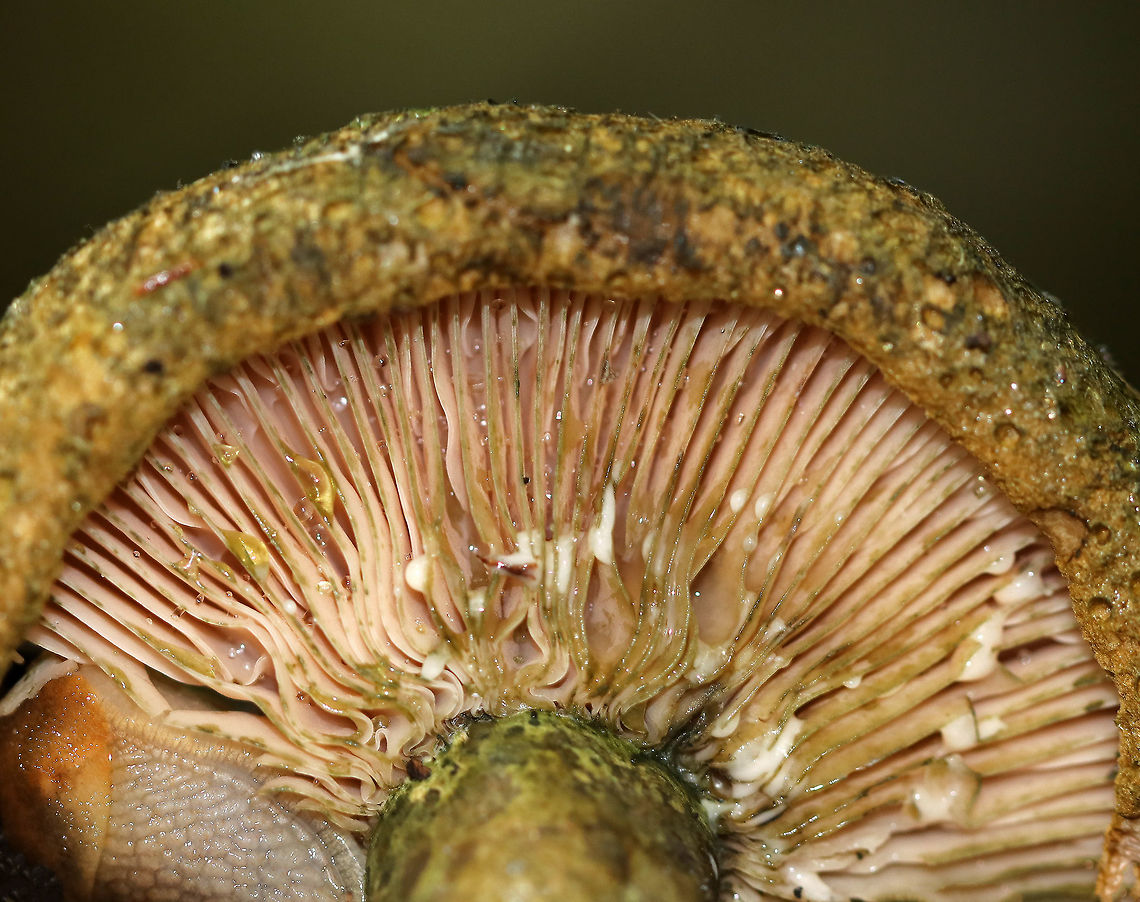 Lactarius atroviridis Sticky, pock-marked snarky green cap with darker green spots arranged concentrically over the marginal half. Margin was inrolled. Pale pink gills with white latex that turned greenish upon exposure to air. Stem was similar to the cap.<br />
<br />
Habitat: Growing on the ground in a small cluster in a mixed forest with mostly oak, eastern hemlock, and pine.<br />
<figure class="photo"><a href="https://www.jungledragon.com/image/69862/lactarius_atroviridis.html" title="Lactarius atroviridis"><img src="https://s3.amazonaws.com/media.jungledragon.com/images/3232/69862_thumb.jpg?AWSAccessKeyId=05GMT0V3GWVNE7GGM1R2&Expires=1759968010&Signature=LU%2FyTIfDk8gloIHsQ1hKwWDR6as%3D" width="200" height="170" alt="Lactarius atroviridis Sticky, pock-marked snarky green cap with darker green spots arranged concentrically over the marginal half. Margin was inrolled. Pale pink gills with white latex that turned greenish upon exposure to air. Stem was similar to the cap.<br />
<br />
Habitat: Growing on the ground in a small cluster in a mixed forest with mostly oak, eastern hemlock, and pine.<br />
https://www.jungledragon.com/image/69861/lactarius_atroviridis.html Geotagged,Lactarius,Lactarius atroviridis,Summer,United States,milkcap,mushroom" /></a></figure> Geotagged,Lactarius,Lactarius atroviridis,Summer,United States,fungus,milk cap,milkcap,mushroom