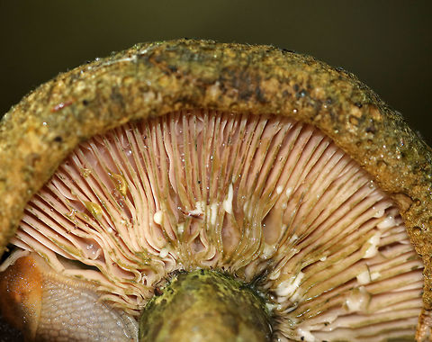 Lactarius atroviridis Sticky, pock-marked snarky green cap with darker green spots arranged concentrically over the marginal half. Margin was inrolled. Pale pink gills with white latex that turned greenish upon exposure to air. Stem was similar to the cap.

Habitat: Growing on the ground in a small cluster in a mixed forest with mostly oak, eastern hemlock, and pine.
https://www.jungledragon.com/image/69862/lactarius_atroviridis.html Geotagged,Lactarius,Lactarius atroviridis,Summer,United States,fungus,milk cap,milkcap,mushroom