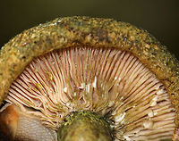 Lactarius atroviridis Sticky, pock-marked snarky green cap with darker green spots arranged concentrically over the marginal half. Margin was inrolled. Pale pink gills with white latex that turned greenish upon exposure to air. Stem was similar to the cap.<br />
<br />
Habitat: Growing on the ground in a small cluster in a mixed forest with mostly oak, eastern hemlock, and pine.<br />
https://www.jungledragon.com/image/69862/lactarius_atroviridis.html Geotagged,Lactarius,Lactarius atroviridis,Summer,United States,fungus,milk cap,milkcap,mushroom