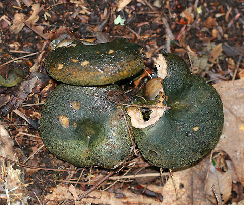 Lactarius atroviridis