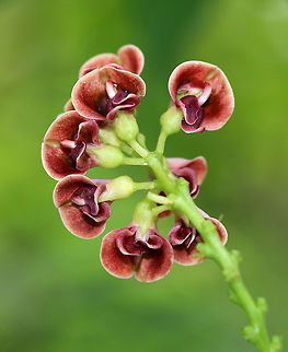 American groundnut -  Apios americana This plant has fleshy tubers that were an important food for Native Americans.  It also has small extra-floral nectaries on the inflorescence that are visited by ants.

Habitat: It was growing wrapped up with sumac along the edge of a meadow.
https://www.jungledragon.com/image/69912/american_groundnut_-_apios_americana.html American groundnut,Apios americana,Geotagged,Summer,United States