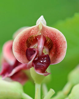 American groundnut - Apios americana This plant has fleshy tubers that were an important food for Native Americans. It also has small extra-floral nectaries on the inflorescence that are visited by ants.

Habitat: It was growing wrapped up with sumac along the edge of a meadow.
https://www.jungledragon.com/image/69911/american_groundnut_-_apios_americana.html American groundnut,Apios americana,Geotagged,Summer,United States