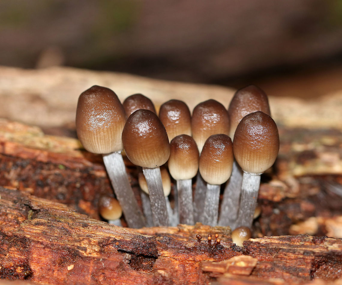 Mycena inclinata - Oak-stump bonnet cap Tacky, brown caps with tan, striate margins. The stipes were fibrous and gray.<br />
<br />
HABITAT: Growing in a cluster on rotting wood in a mixed forest. Mycena inclinata,Oak-stump bonnet cap,mushroom,mycena