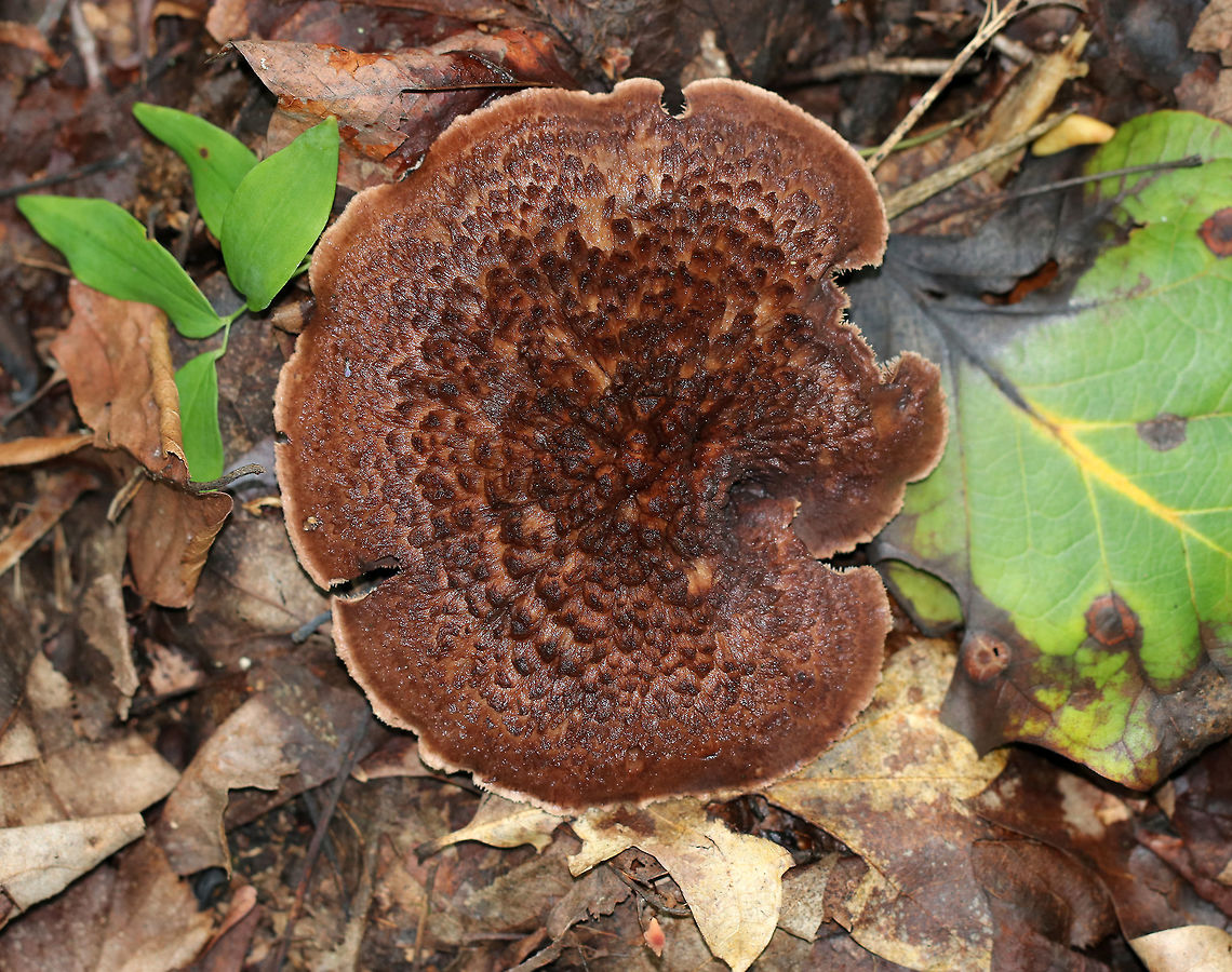 Bitter Tooth Fungus - Sarcodon scabrosus The caps were 5 – 10 cm wide with a central depression. They were dry with scales and were reddish brown in color. The spines were tan and decurrent. The stipe was brown with a pale greenish blue base.<br />
<br />
Habitat: Growing on the ground under oak. Bitter Tooth Fungus,Geotagged,Sarcodon scabrosus,Summer,United States,fungus,mushroom