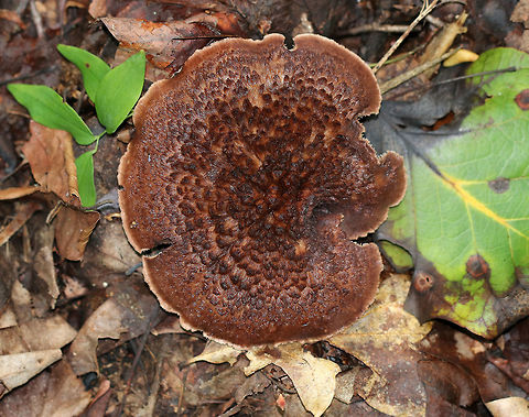 Bitter Tooth Fungus