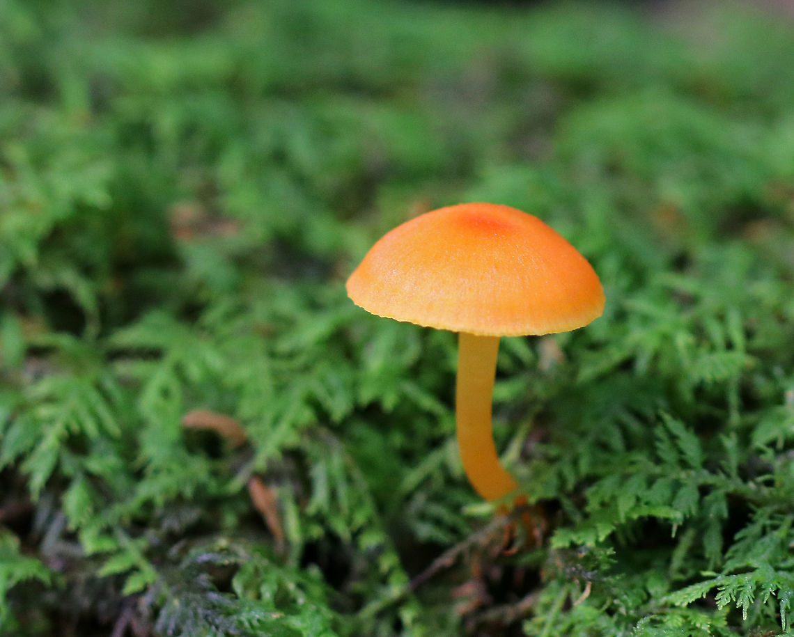 Hygrocybe glutinipes? Orange, broadly convex cap that was about 25 mm in diameter. Pale, pastel orange gills with frequent short gills. Stem was greasy, bald, and colored like the cap.<br />
<br />
Habitat: Growing in moss and dirt along the ridge of an old stream bed. Geotagged,Hygrocybe,Hygrocybe glutinipes,Summer,United States,mushroom