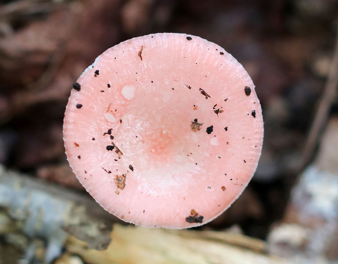Mushroom - Russula sp. Pale pink, sticky, flat cap with a lined margin. The gills and stipe were white. <br />
<br />
Habitat: Mixed forest &ndash; in an area with mostly oak and eastern hemlock.<br />
<figure class="photo"><a href="https://www.jungledragon.com/image/69971/mushroom_-_russula_sp.html" title="Mushroom - Russula sp."><img src="https://s3.amazonaws.com/media.jungledragon.com/images/3232/69971_thumb.jpg?AWSAccessKeyId=05GMT0V3GWVNE7GGM1R2&Expires=1759968010&Signature=tf6%2Fyg52d%2FLLbZIc6%2BZUQQcTfRQ%3D" width="200" height="156" alt="Mushroom - Russula sp. Pale pink, sticky, flat cap with a lined margin. The gills and stipe were white. <br />
<br />
Habitat: Mixed forest &ndash; in an area with mostly oak and eastern hemlock.<br />
https://www.jungledragon.com/image/69970/mushroom_-_russula_sp.html Geotagged,Summer,United States,mushroom,russula" /></a></figure> Geotagged,Summer,United States,fungus,mushroom,pink,pink mushroom,russula