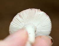 Mushroom - Russula sp. Pale pink, sticky, flat cap with a lined margin. The gills and stipe were white. <br />
<br />
Habitat: Mixed forest – in an area with mostly oak and eastern hemlock.<br />
https://www.jungledragon.com/image/69970/mushroom_-_russula_sp.html Geotagged,Summer,United States,mushroom,russula