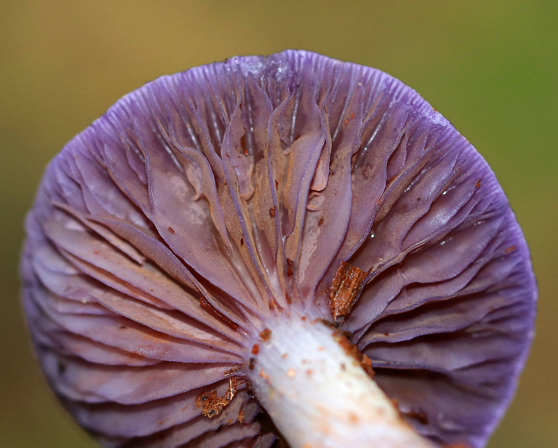 Spotted Cort - Cortinarius iodes Purple, broadly convex cap with white spots near the center. The gills were attached to the stem, nearly distant, pale purple, and had cinnamon cortina remnants. Short gills were frequent. Stipe was silvery lilac, it had a rusty ring zone, and white basal mycelium.<br />
<br />
Habitat: Growing on the ground in a mixed forest. <br />
<figure class="photo"><a href="https://www.jungledragon.com/image/69974/spotted_cort_-_cortinarius_iodes.html" title="Spotted Cort - Cortinarius iodes"><img src="https://s3.amazonaws.com/media.jungledragon.com/images/3232/69974_thumb.jpg?AWSAccessKeyId=05GMT0V3GWVNE7GGM1R2&Expires=1759968010&Signature=5DJQnOig5PzNxvPODDz7bgl1N7E%3D" width="110" height="152" alt="Spotted Cort - Cortinarius iodes Purple, broadly convex cap with white spots near the center. The gills were attached to the stem, nearly distant, pale purple, and had cinnamon cortina remnants. Short gills were frequent. Stipe was silvery lilac, it had a rusty ring zone, and white basal mycelium.<br />
<br />
Habitat: Growing on the ground in a mixed forest.<br />
https://www.jungledragon.com/image/69973/spotted_cort_-_cortinarius_iodes.html Cortinarius iodes,Geotagged,Spotted cort,Summer,United States" /></a></figure> Cortinarius iodes,Geotagged,Spotted cort,Summer,United States